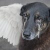 O Cão Orelha