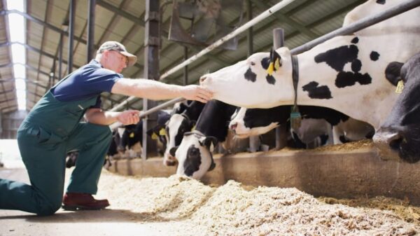 Conceito 90 Dias Vitais, da Elanco Saúde Animal, reúne os 60 dias do período seco e os 30 primeiros dias após o parto, fase considerada decisiva para as vacas leiteiras.