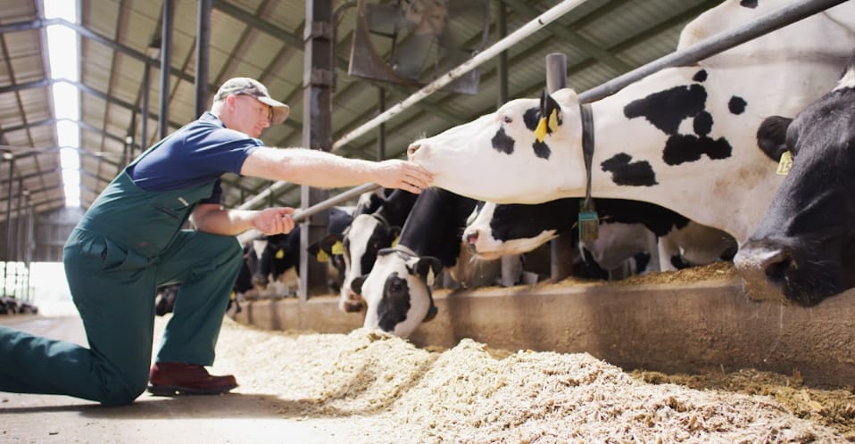 Conceito 90 Dias Vitais, da Elanco Saúde Animal, reúne os 60 dias do período seco e os 30 primeiros dias após o parto, fase considerada decisiva para as vacas leiteiras.